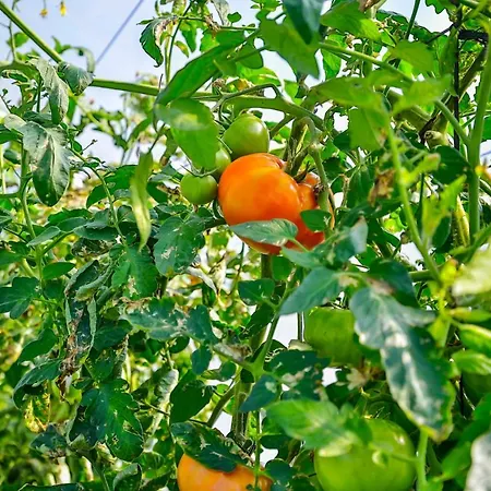 Πανσιόν La De Ojebar Rustica 3*