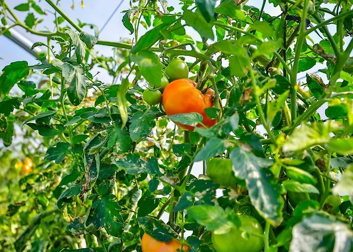 Gæstehus La De Ojebar Rustica 3*